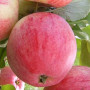 Apple (Malus domestica) DELIKATES