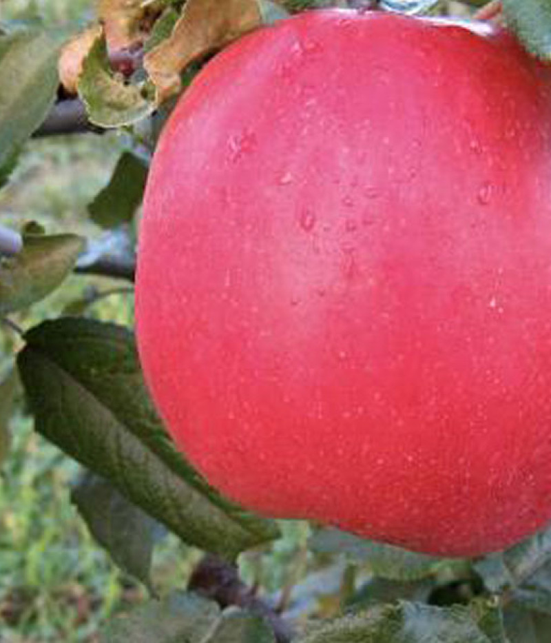 Jabloň (Malus domestica) EDĪTE - Tutifruti, s.r.o. (SK)