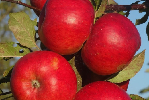 Das Herz des rumänischen Apfelkönigreichs: SCDP Voinești – 75 Jahre Innovation in den subkarpatischen Obstgärten