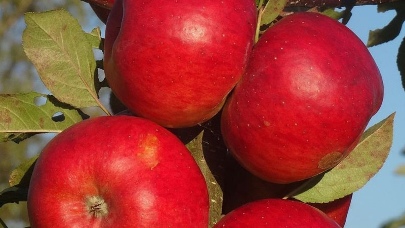 Exklusive und seltene Apfelbäume: Entdecken Sie edle Säulensorten und lettische Schätze (Eksotika, Baltais Dzidrais, Ciepa und andere)