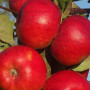 Apfelbaum (Malus domestica) EKSOTIKA