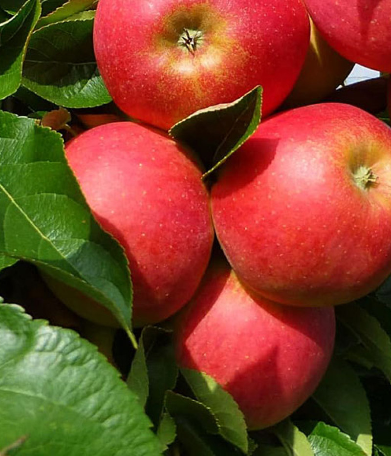 Apfel (Malus domestica) ELSTAR - Tutifruti SK