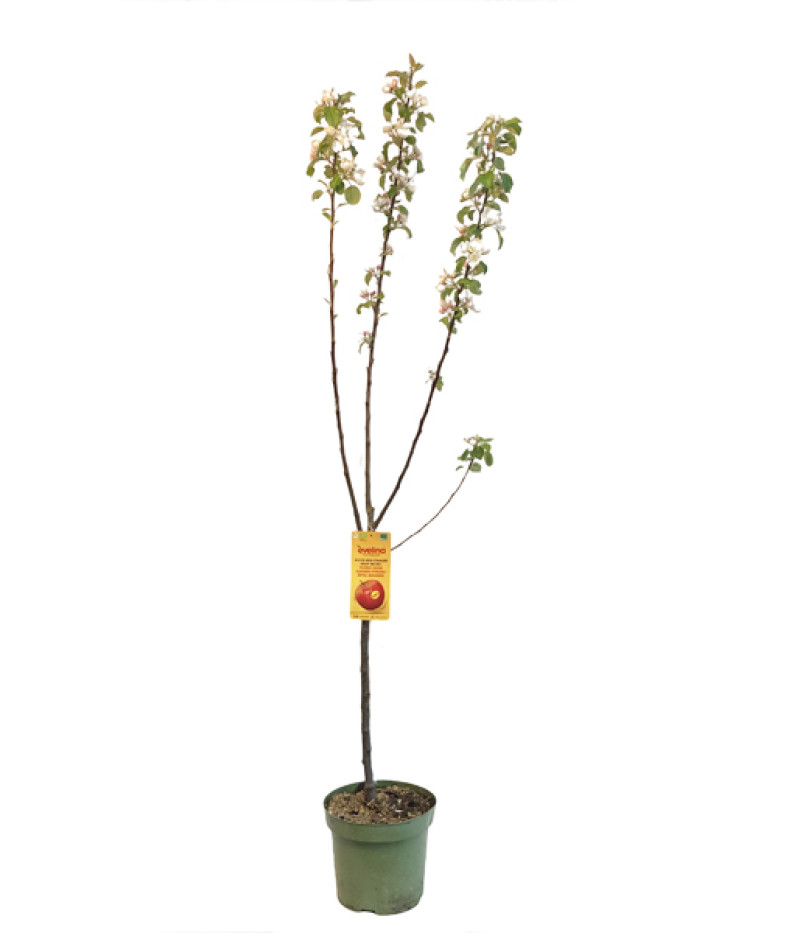 BIO Apfelbaum (Malus domestica) EVELINA - Tutifruti SK
