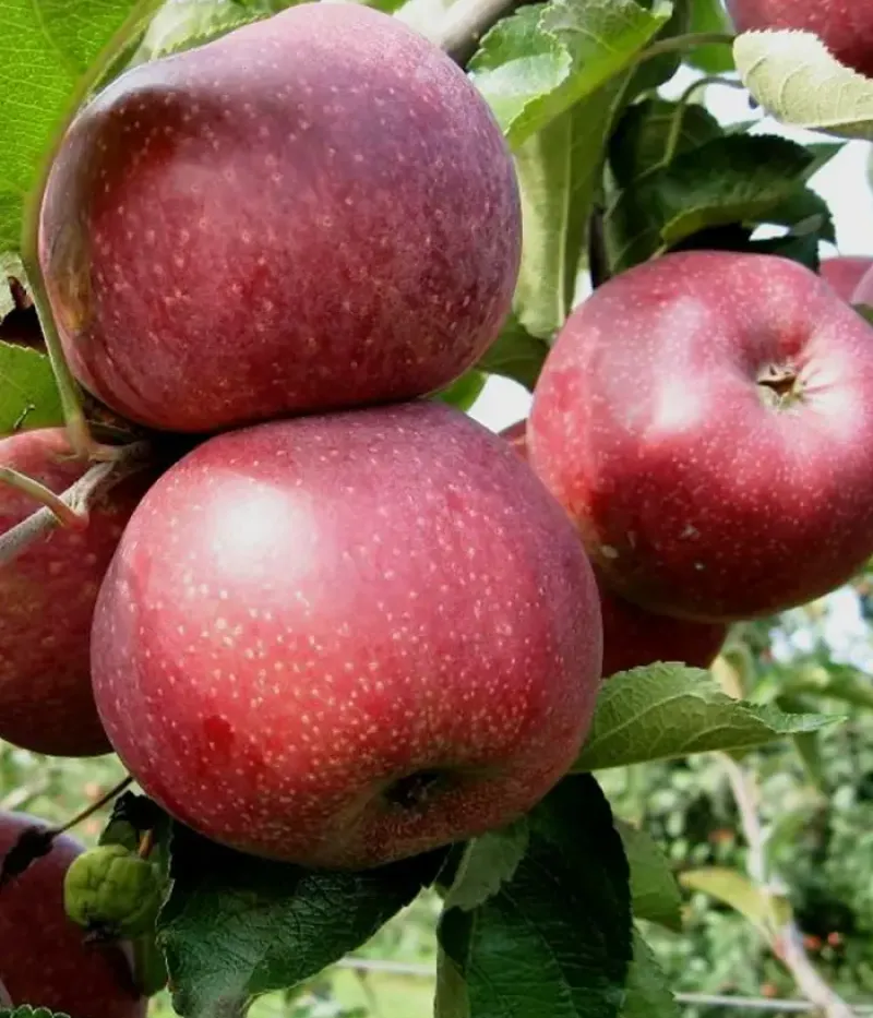 Apfel (Malus domestica) FLORINA - Tutifruti, s.r.o.
