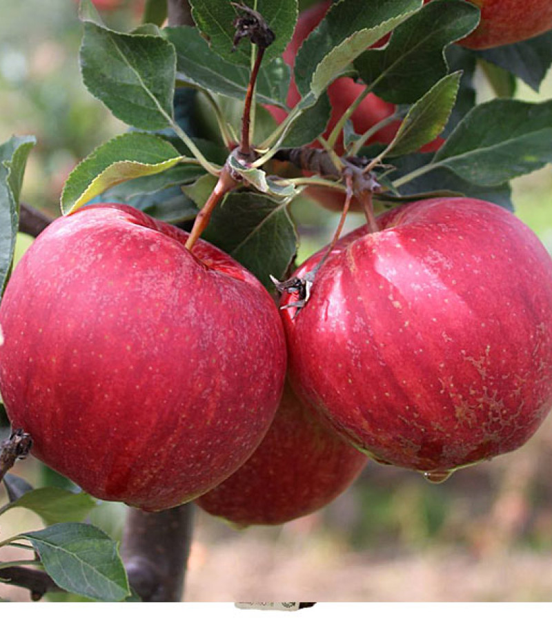 Apple (Malus domestica) GALA BROOKFIELD - Tutifruti SK
