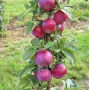 Säulenapfel (Malus domestica) GATIS (D-3-94-2)