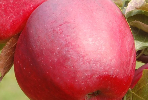 Analyse resistenter Apfelbäume aus Lettland: Dace, Edīte, Roberts und Gita