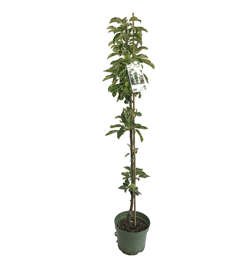 BIO Säulenapfelbaum AROMA SPUR GRUN - Tutifruti SK