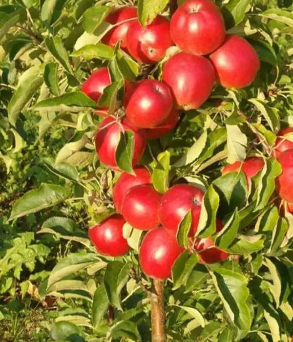 Columnar apple tree (Malus domestica) ILMA