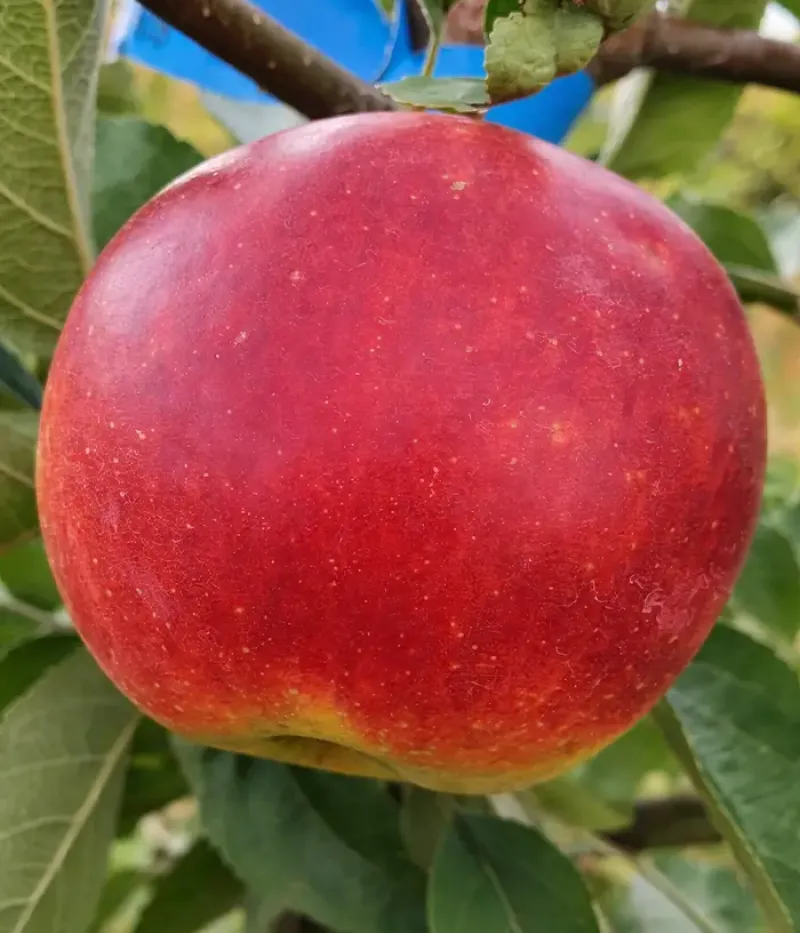 Apfel (Malus domestica) IRIS - Tutifruti, s.r.o.