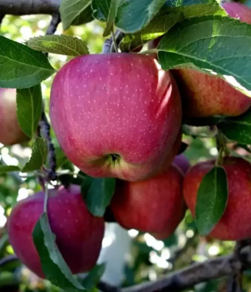 Apple (Malus domestica) FUJI KIKU - Tutifruti, s.r.o.