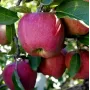 Apfel (Malus domestica) FUJI KIKU