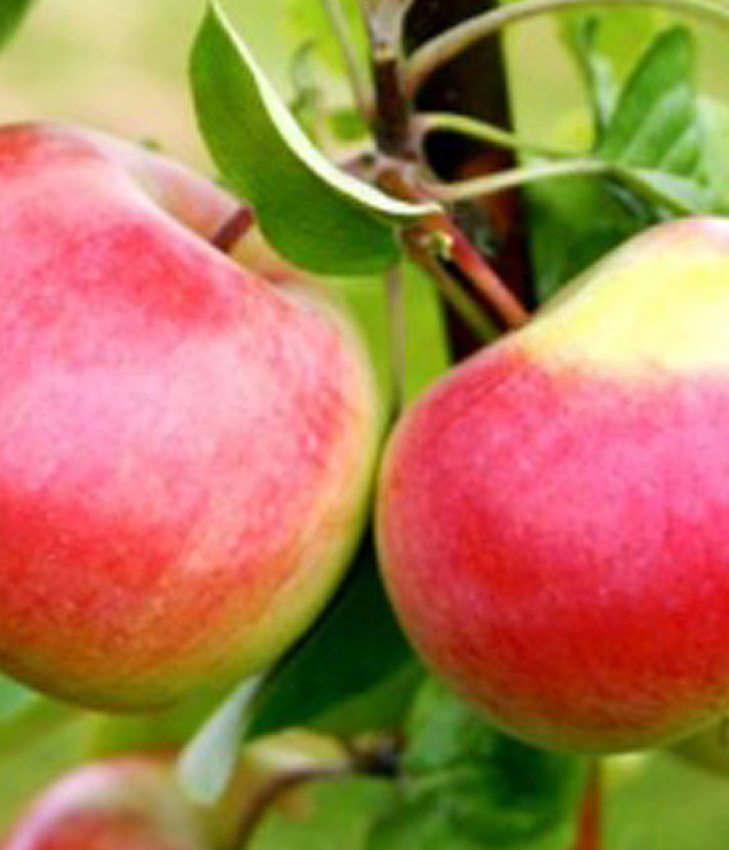 Apfelbaum (Malus domestica) KRISTA - Tutifruti, s.r.o.