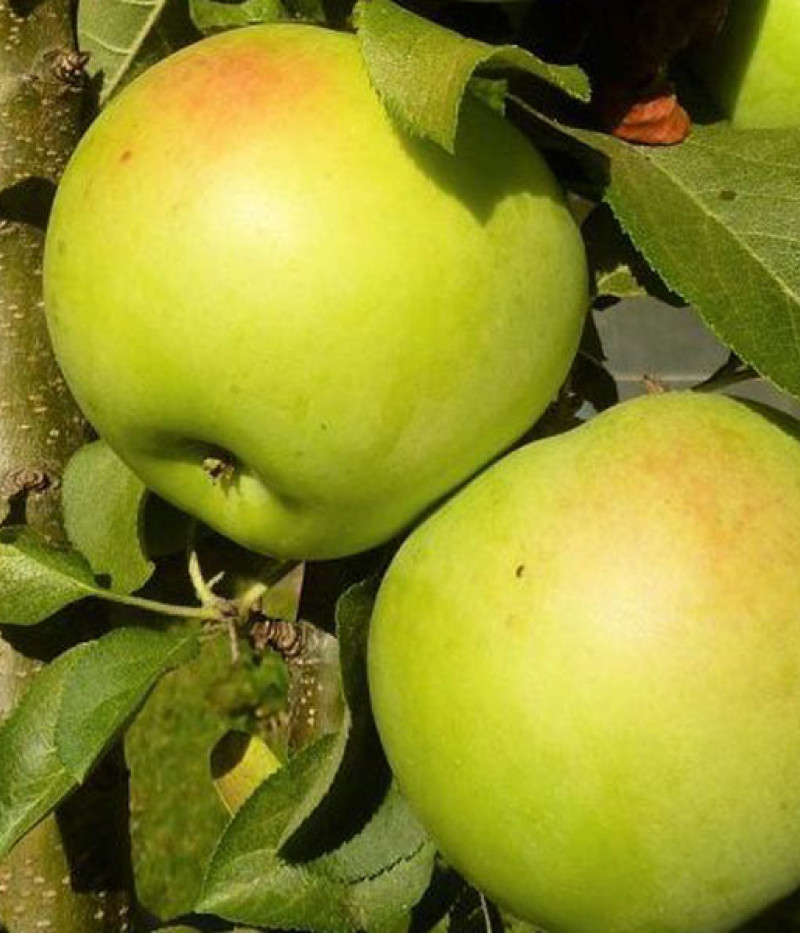 Apfelbaum (Malus domestica) NATALUŠKA - Tutifruti, s.r.o. (SK)