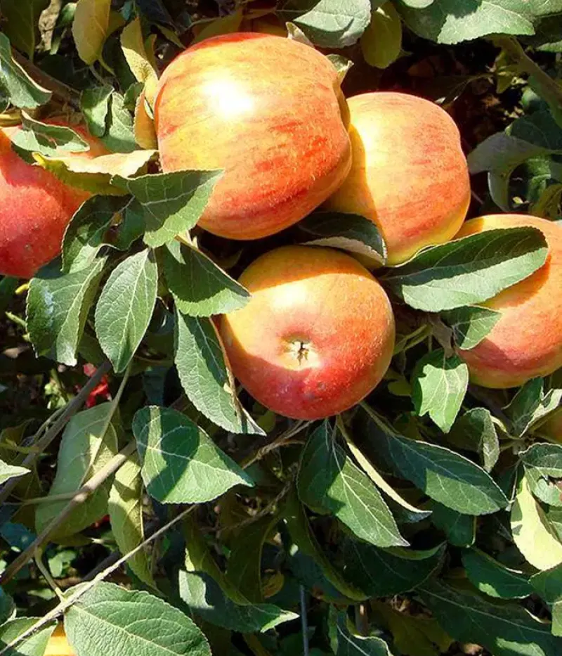 Apfel (Malus domestica) PIONIER - Tutifruti, s.r.o.