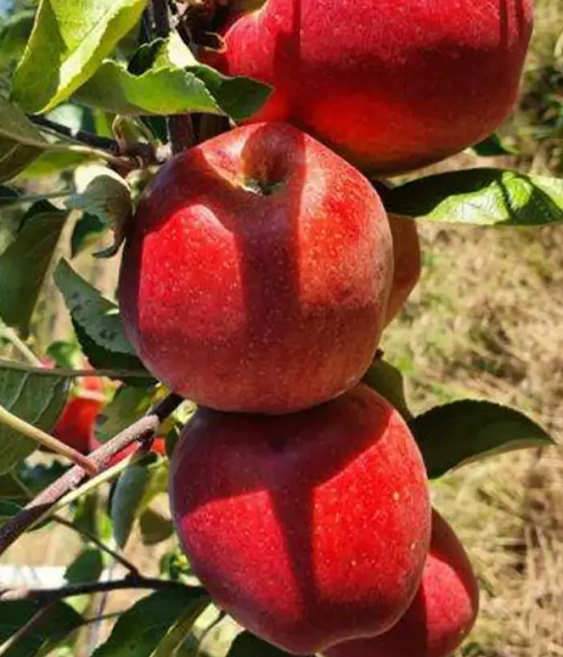 Apfel (Malus domestica) REAL - Tutifruti, s.r.o.