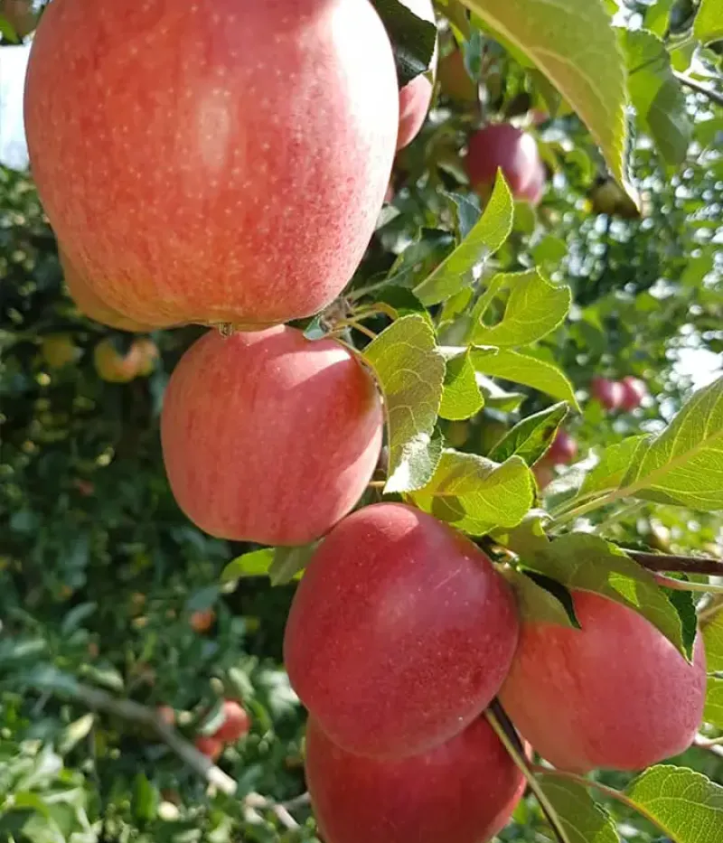 Apfel (Malus domestica) REMAR - Tutifruti, s.r.o.