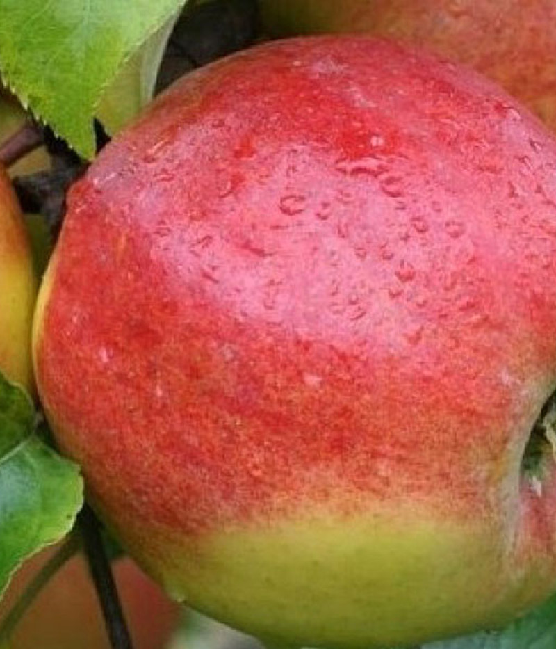 Säulenapfel (Malus domestica) POLKA - Tutifruti SK