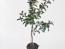 Apfel (Malus domestica) RETINA® - Tutifruti SK