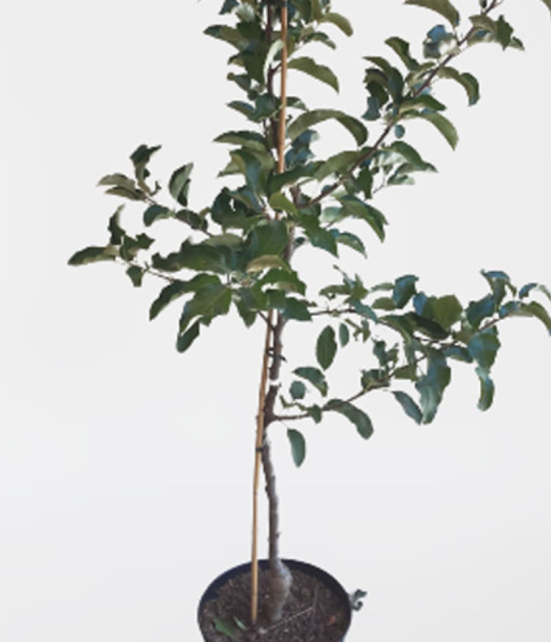 Apfel (Malus domestica) RETINA® - Tutifruti SK