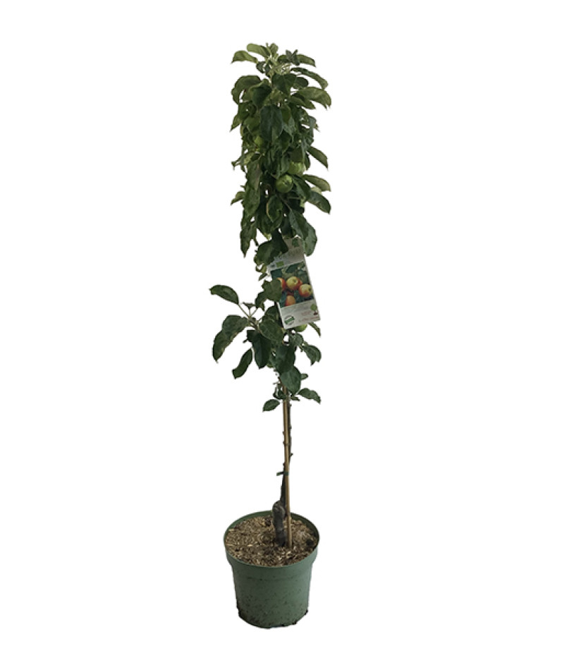 BIO Säulenapfelbaum AROMA SPUR GELB-ROT - Tutifruti SK