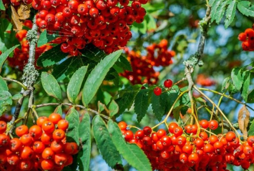 Süßfrüchtige Ebereschen & ihre Hybriden: Analyse der Inhaltsstoffe (Teil 2)