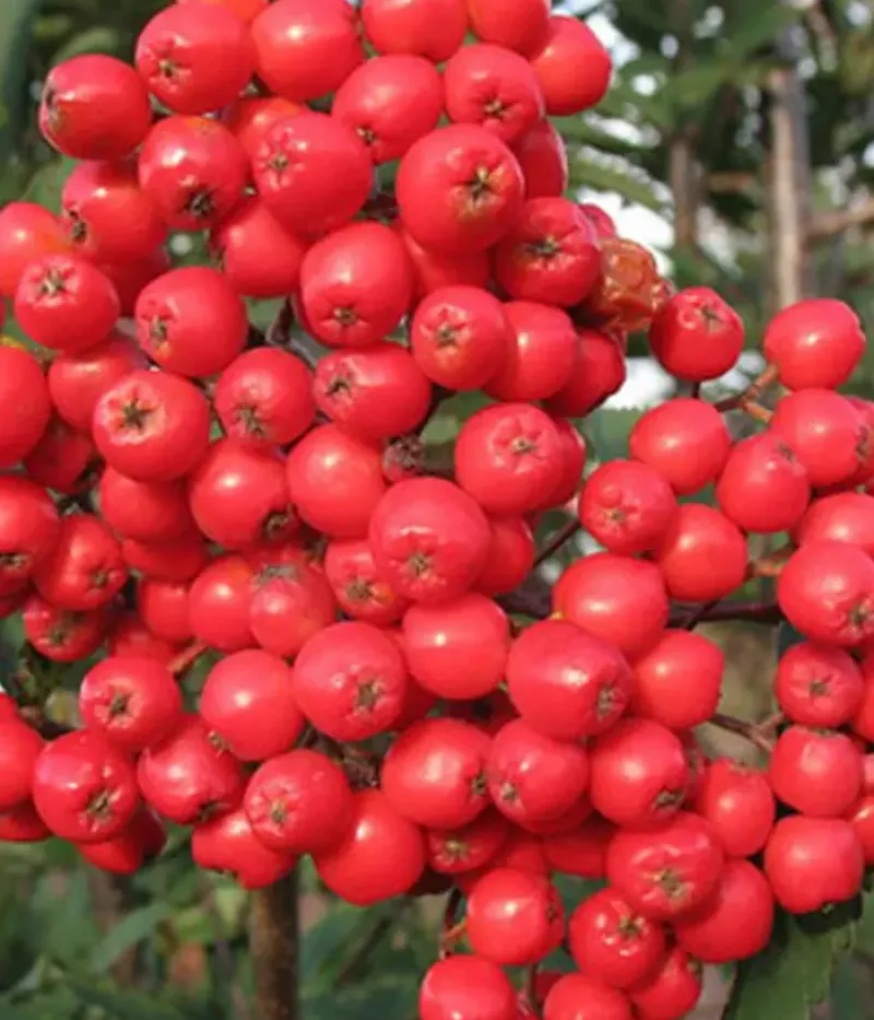 Eberesche (Sorbus aucuparia) ALAJA KRUPNAJA - Tutifruti, s.r.o.