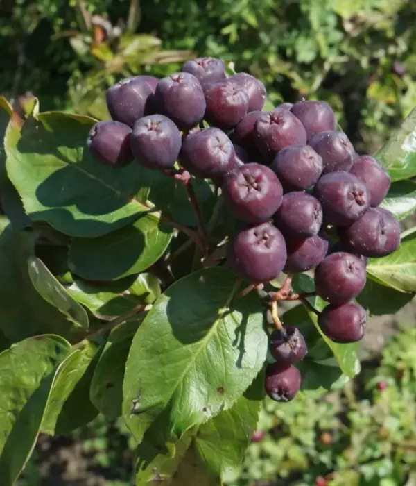 Ebereschen-Apfelbeere (Sorbaronia komplexer Hybrid) TITAN