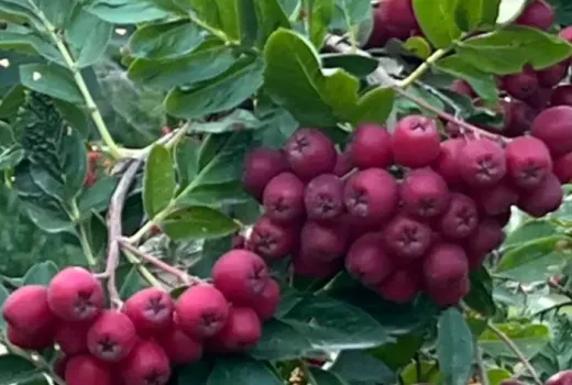 Meisterwerke von Iwan Mitschurin: Wir stellen die einzigartigen Hybriden 'Likjornaja', 'Granatnaja' und 'Titan' vor