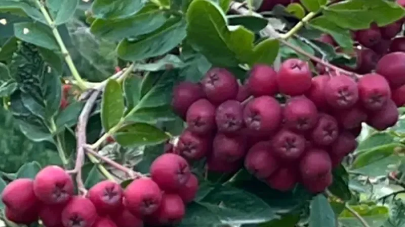 Meisterwerke von Iwan Mitschurin: Wir stellen die einzigartigen Hybriden 'Likjornaja', 'Granatnaja' und 'Titan' vor