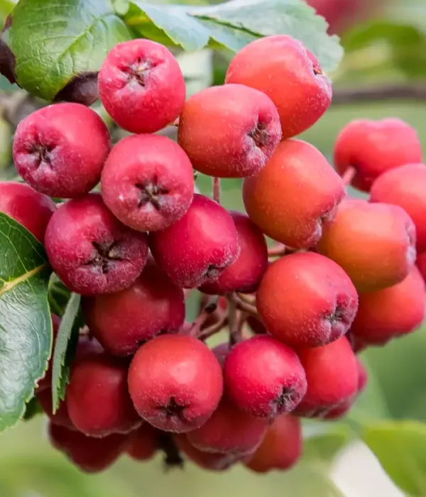 Ebereschen-Apfelbeere (Sorbus aucuparia x Sorbus melanocarpa) Likornaja