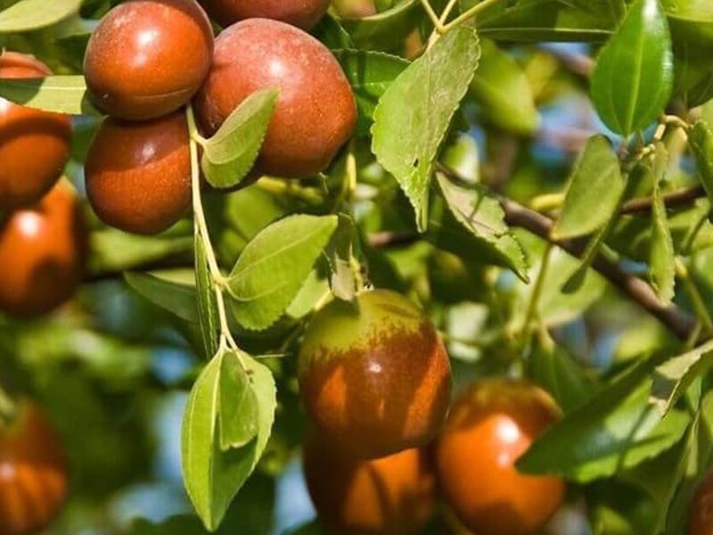 BIO Jujube (Ziziphus jujuba)  Chinesische Dattel - Tutifruti SK