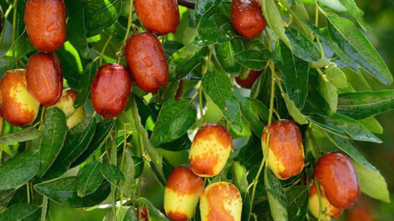 Jujube: Sorten Huping, Chun und Fang Yuan Nr. 1 – Chinesische Kostbarkeiten für Ihren Garten