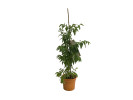 BIO Jujube (Ziziphus jujuba)  Chinesische Dattel - Tutifruti SK