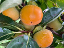 BIO Persimmon (Diospyros kaki) FUYU - Tutifruti SK BIO Persimmon (Diospyros kaki) FUYU - Tutifruti SK