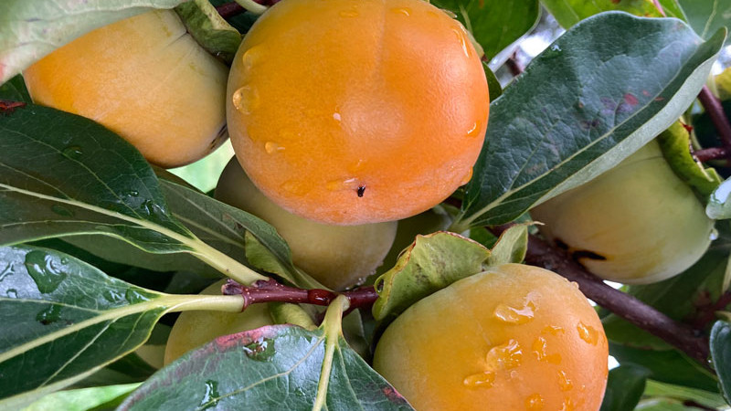 Widerstandsfähigkeit vs. Raffinesse: Wie sieht Ihr ideales Kaki aus? (Teil 6)