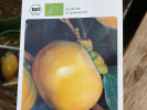 BIO Persimmon (Diospyros kaki) FUYU - Tutifruti SK BIO Persimmon (Diospyros kaki) FUYU - Tutifruti SK