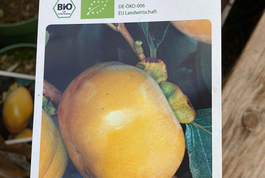 Frostbeständige Hurmi-Kakis (Teil 3): Božij Dar, Dar Sofievky, Gora Goverla, Gora Rogers