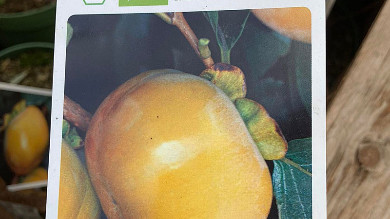 Frostbeständige Hurmi-Kakis (Teil 3): Božij Dar, Dar Sofievky, Gora Goverla, Gora Rogers