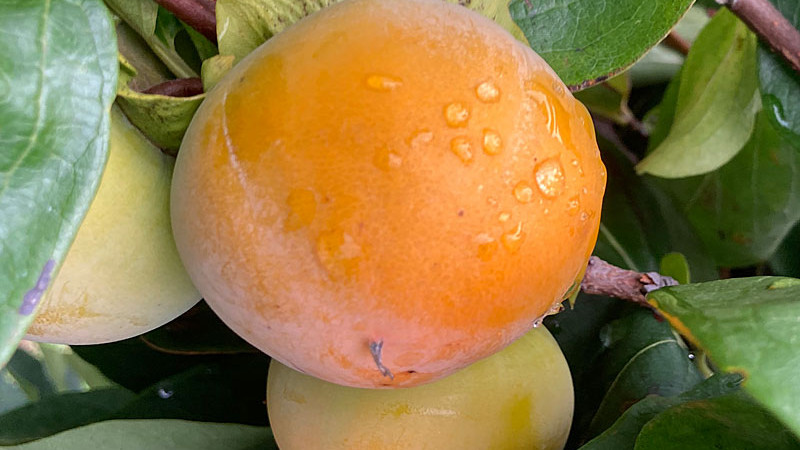 Ebenholzschätze (Diospyros kaki, Diospyros virginiana): Ein Leitfaden durch die Welt der Kaki und ihrer Verwandten (Teil 1)