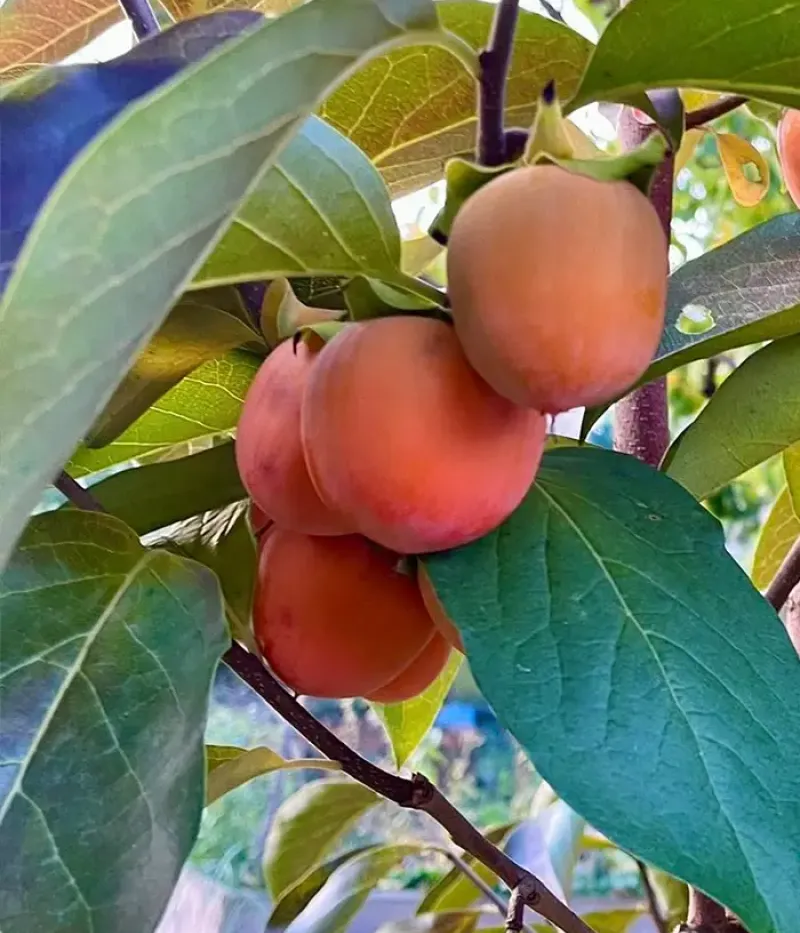 Kaki (Diospyros kaki) ROJO BRILLANTE - Tutifruti, s.r.o.