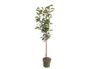 BIO Persimmon (Diospyros kaki) ROJO BRILLANTE - Tutifruti SK