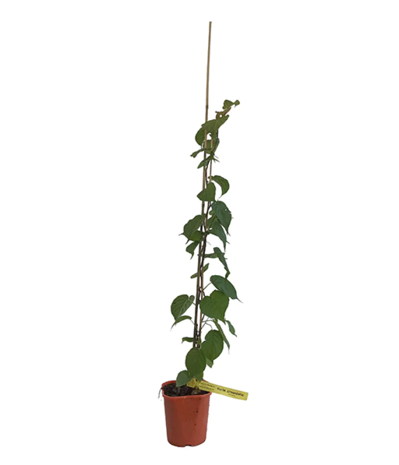 Kiwi (Actinidia kolomikta ) VITAKOLA