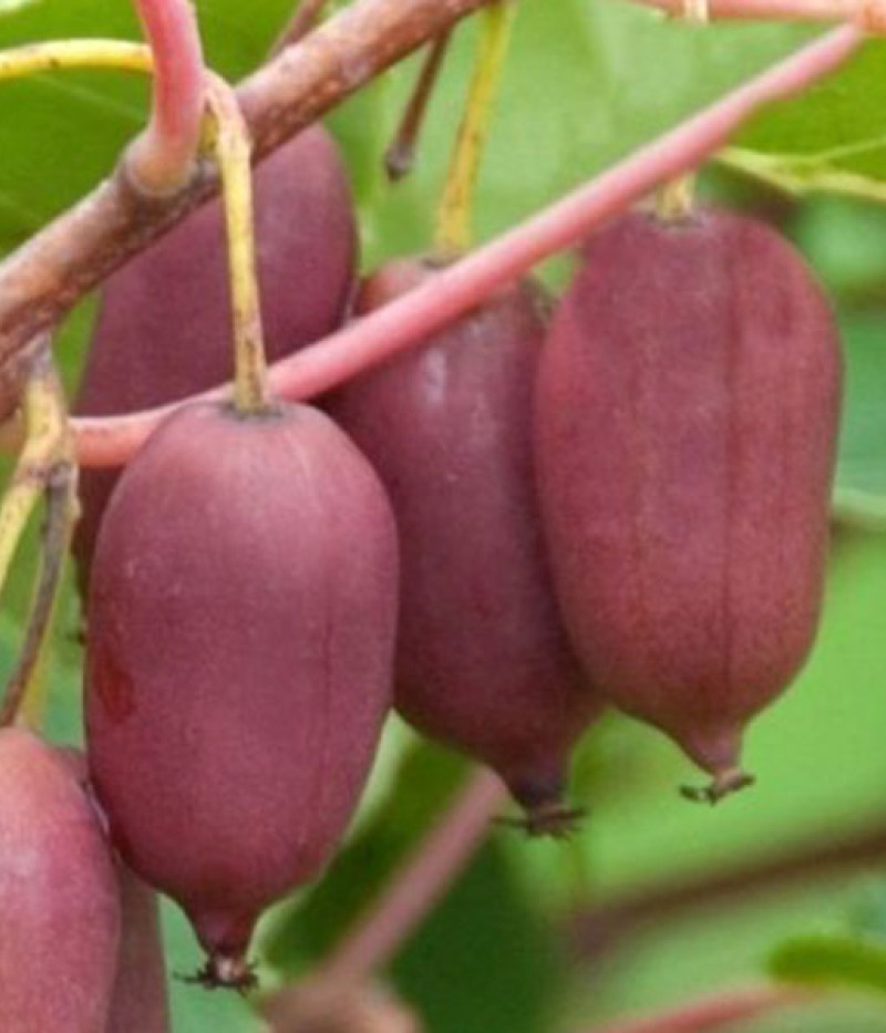 Kiwi (Actinidia arguta) PURPUROVA SADOVA - Tutifruti SK