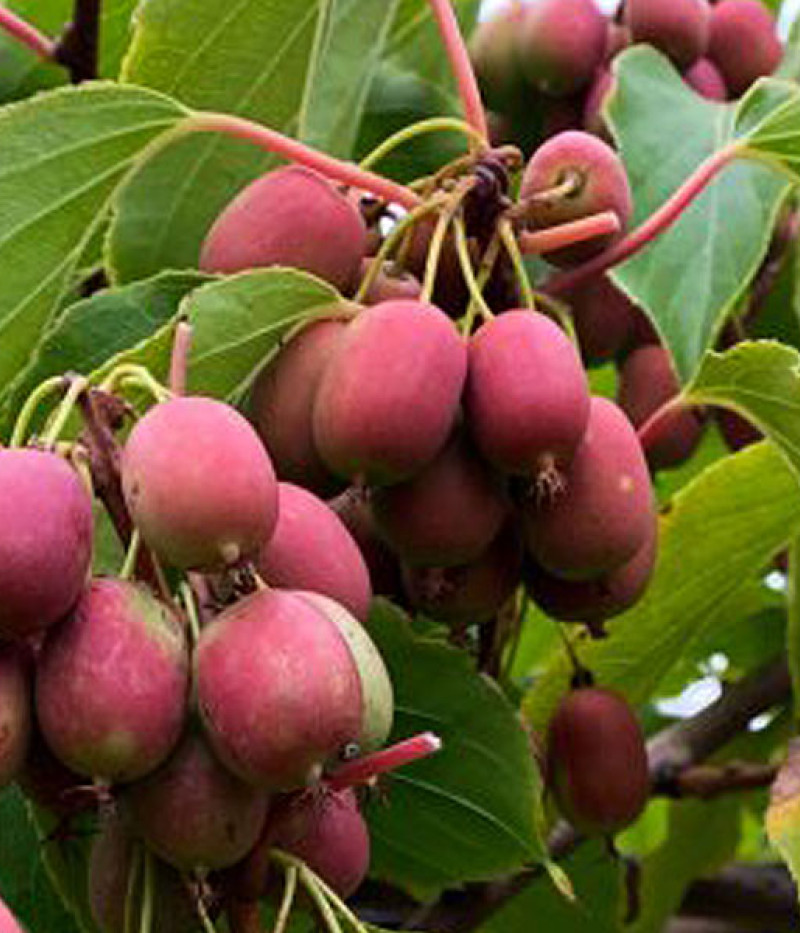 Kiwi (Actinidia arguta) ANANASNAJA - Tutifruti SK