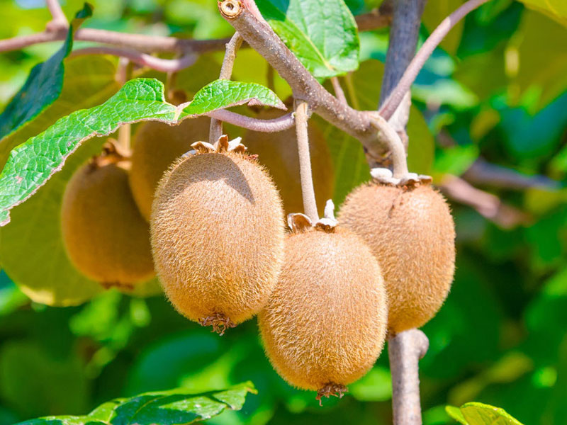 BIO Kiwi (actinidia deliciosa) Duo Jenny & Tomuri - SK Matej Hornák