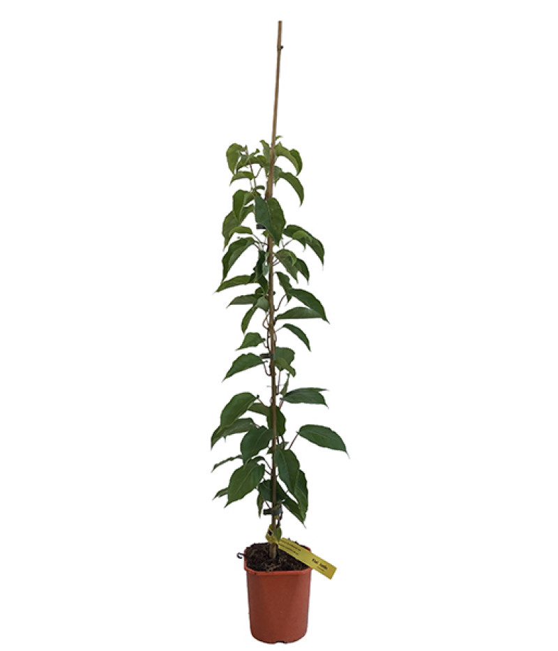 Kiwi (Actinidia arguta) JUMBO® - Tutifruti SK