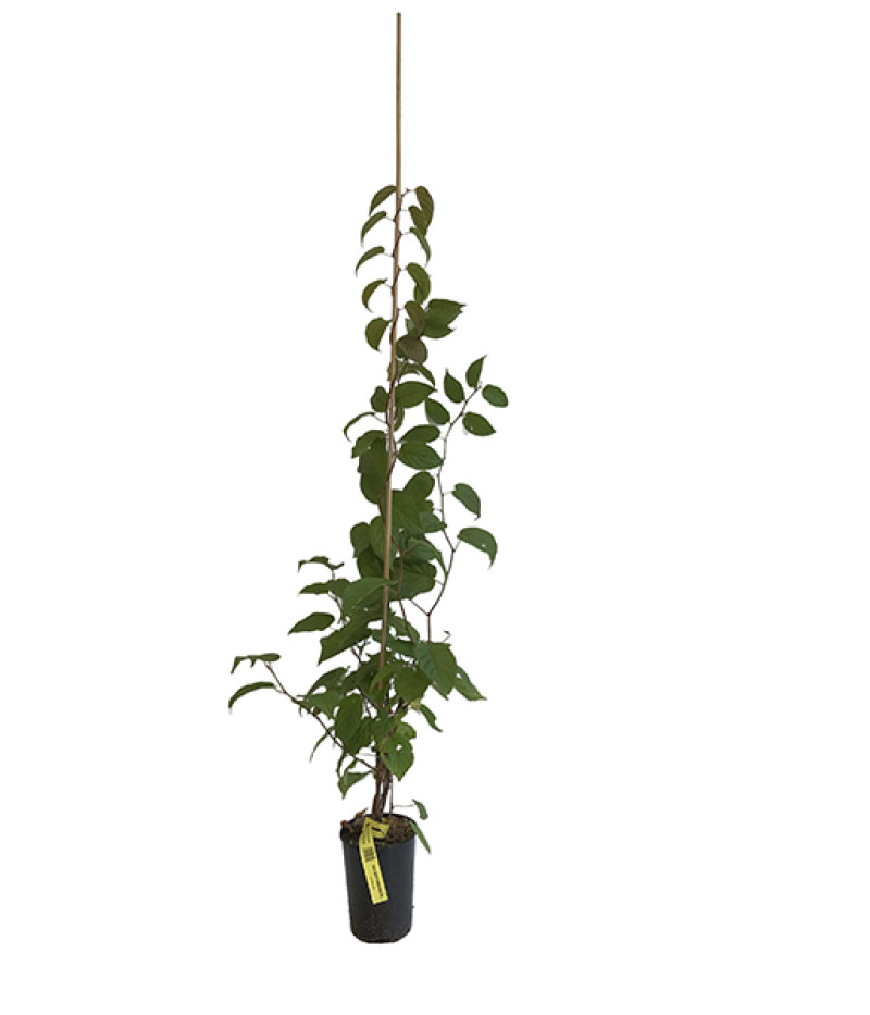 Kiwi (Actinidia kolomikta ) SENTYABRASKAYA - Tutifruti SK