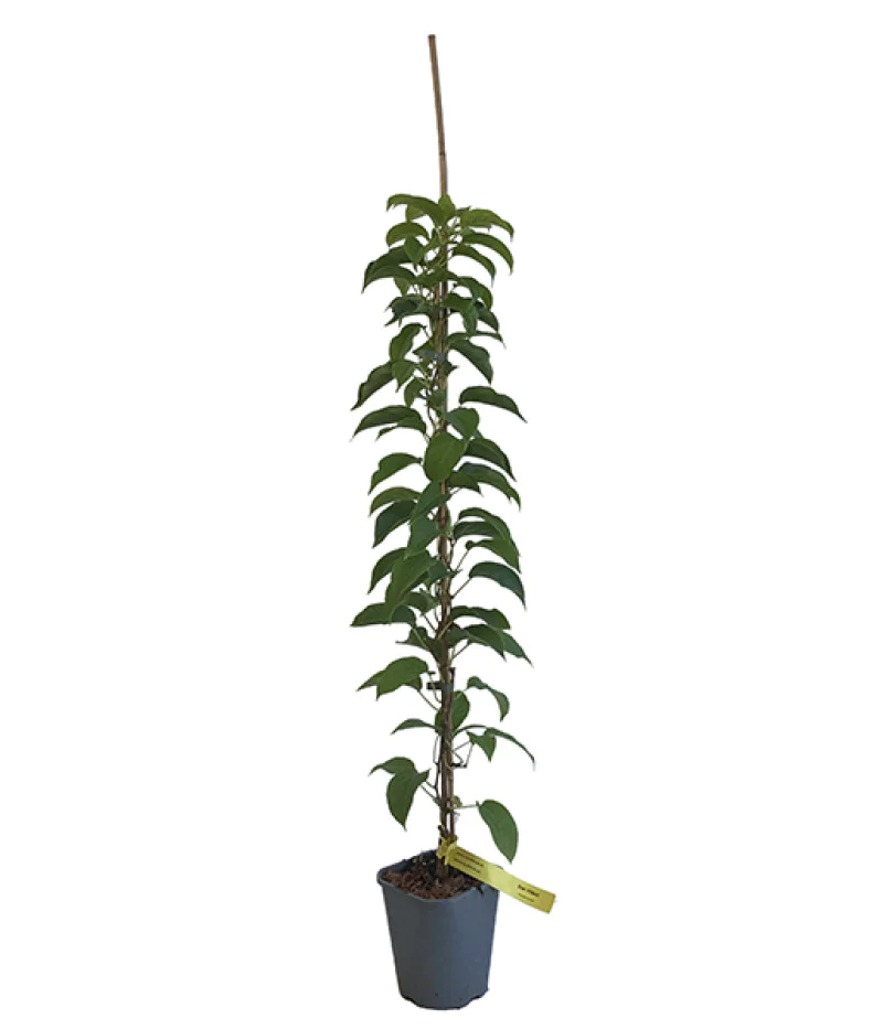 zebra zimmerpflanze 2er Set Aloe squarrosa 20 cm im Keramikübertopf Zebra Aloe Zimmerpflan –  Blumen-Senf® main image 0