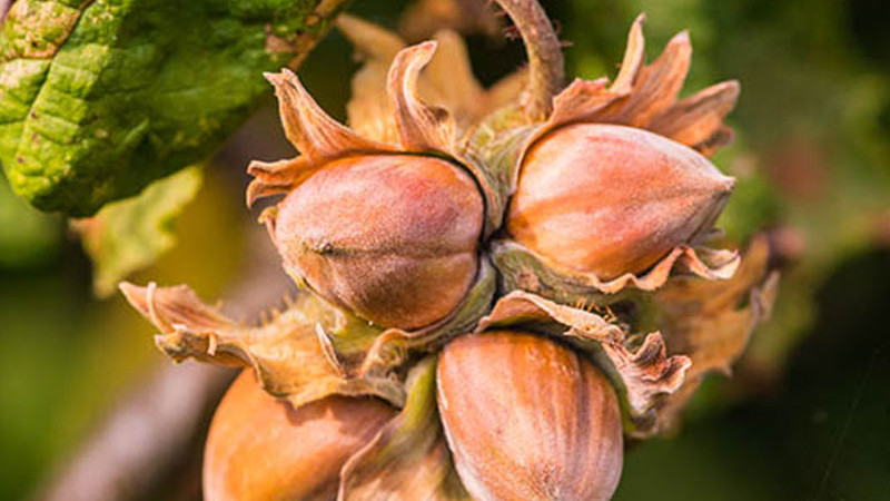 Haselnüsse: Das natürliche Superfood des 21. Jahrhunderts